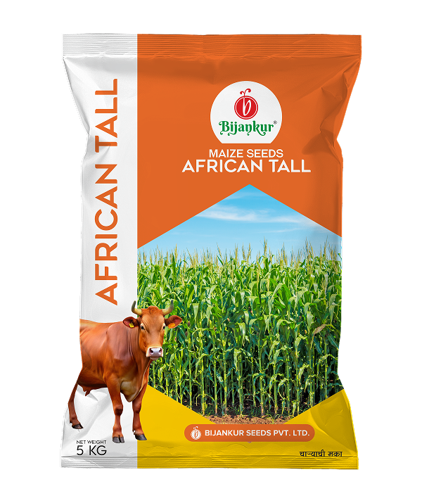 African Tall Maize